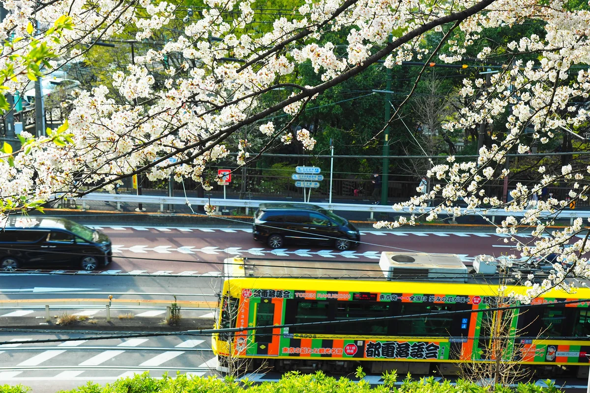 投稿写真：東京さくらと桜