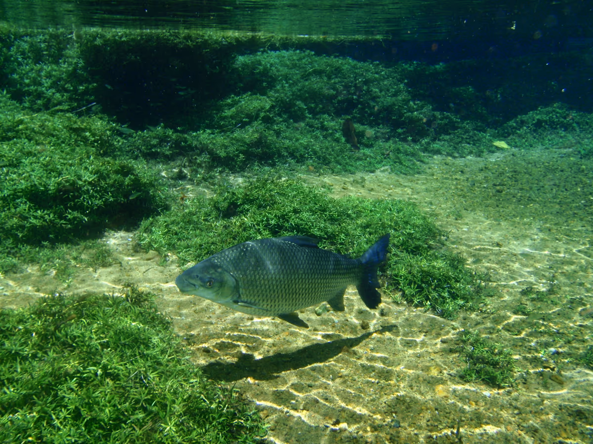 投稿写真：RIO DE PRATA