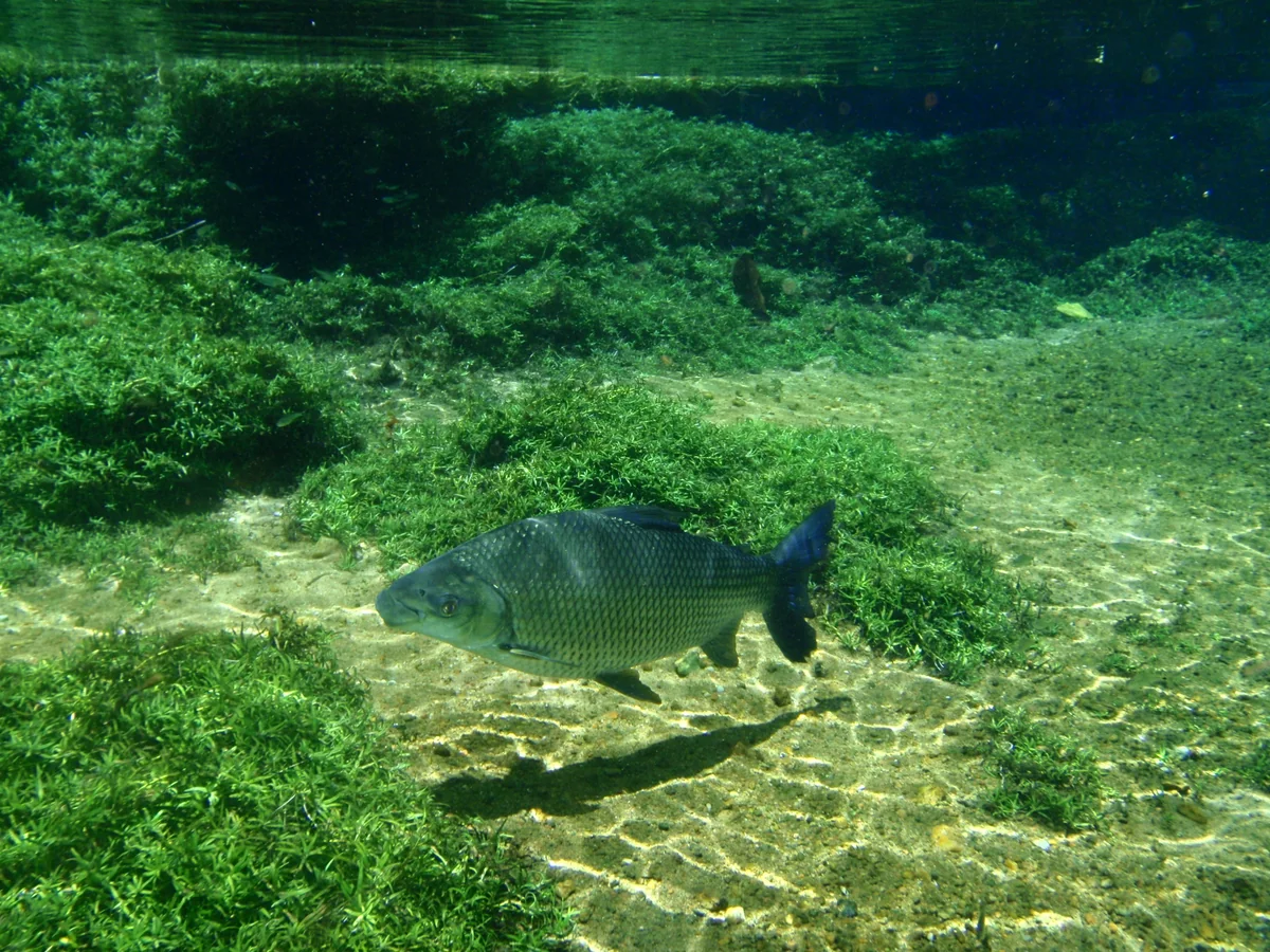 投稿写真：RIO DE PRATA