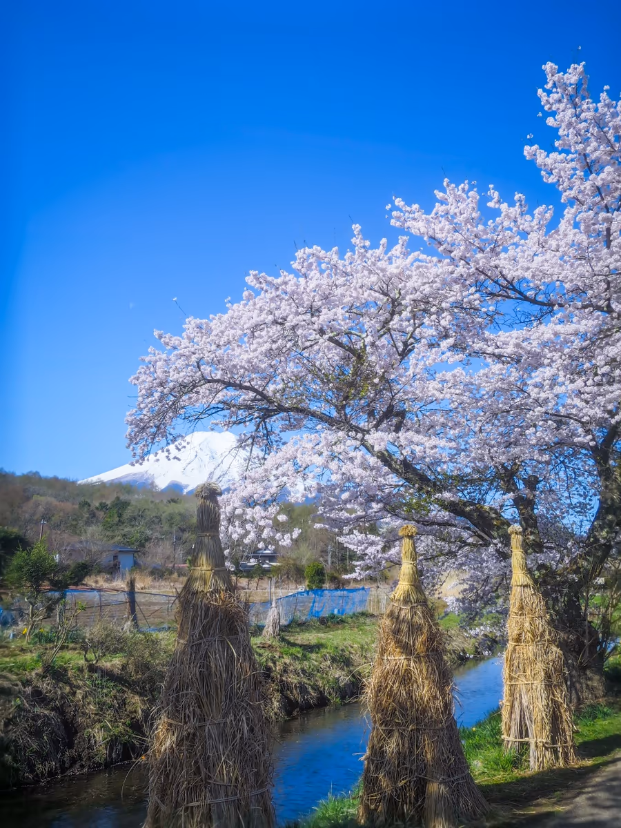 投稿写真：満開の桜と藁塚と富士山