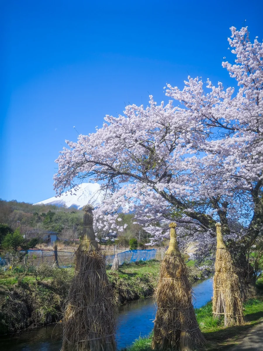 投稿写真：満開の桜と藁塚と富士山