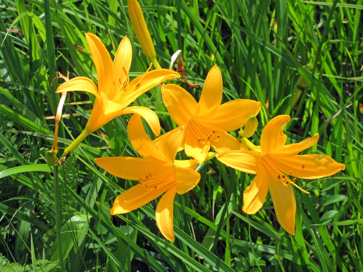 投稿写真：ニッコウキスゲの夢