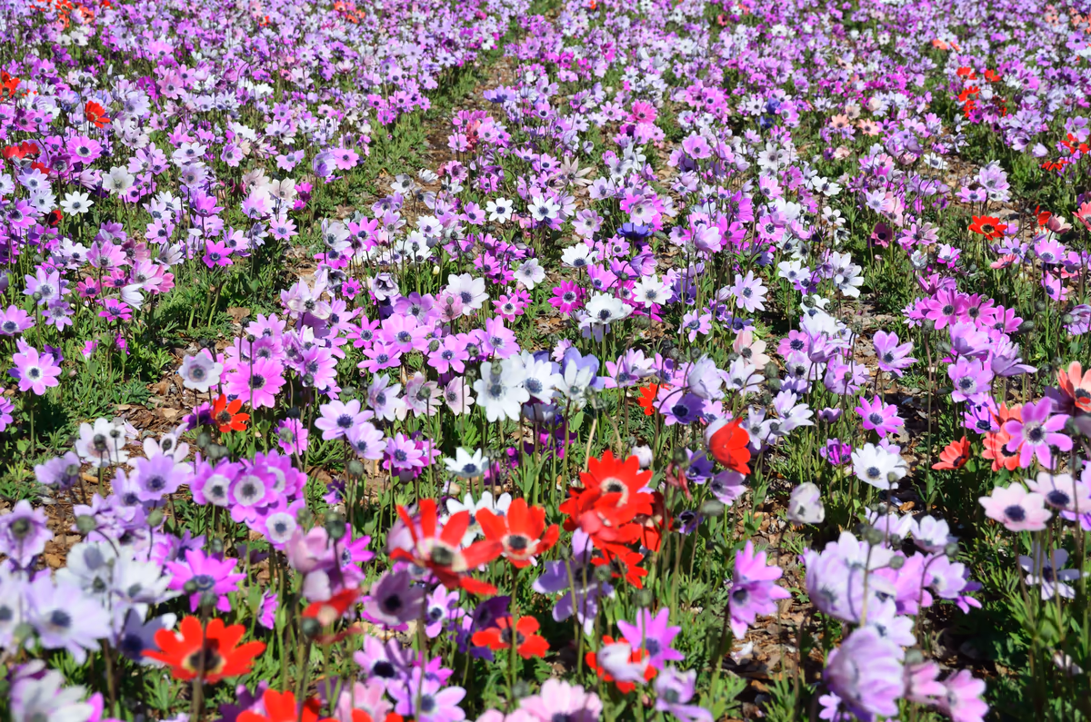 投稿写真：花の園