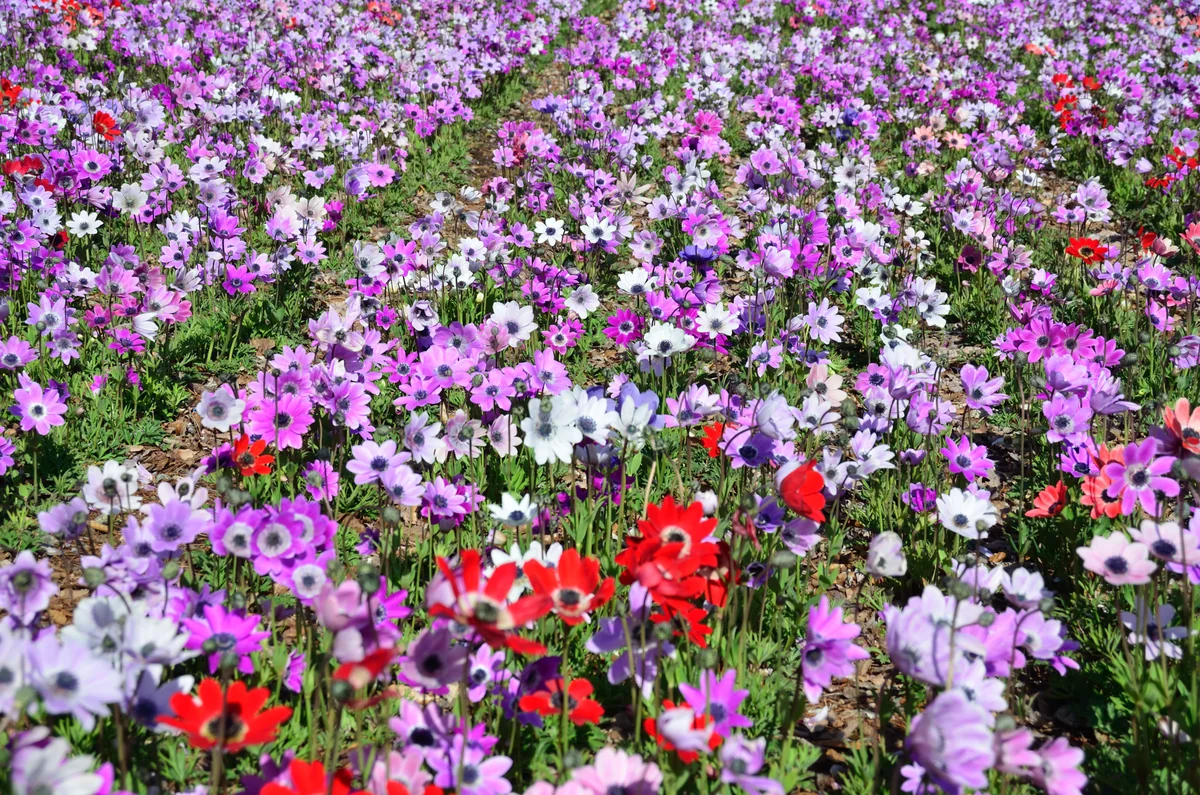 投稿写真：花の園