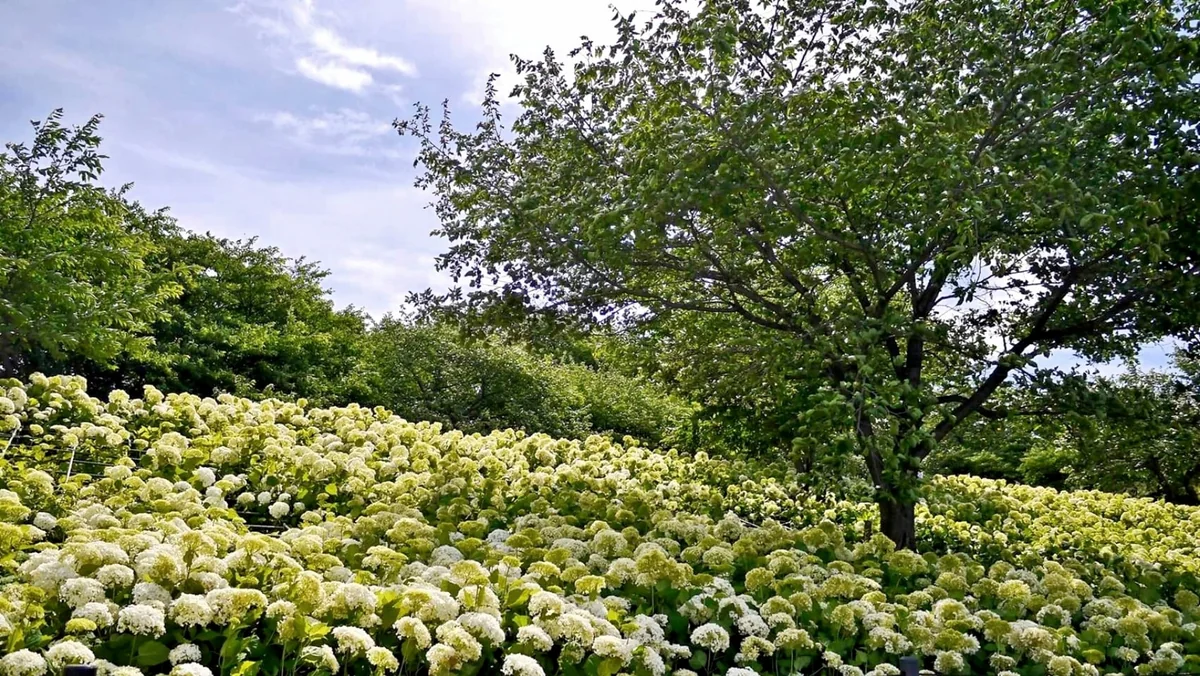 投稿写真：アナベルの斜面