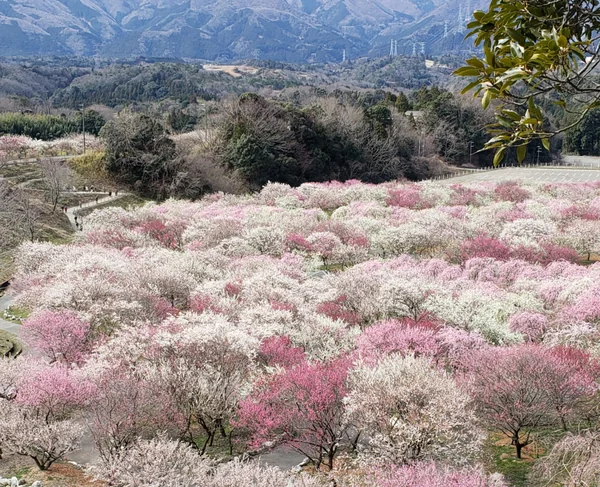 投稿：いなべ梅林公園