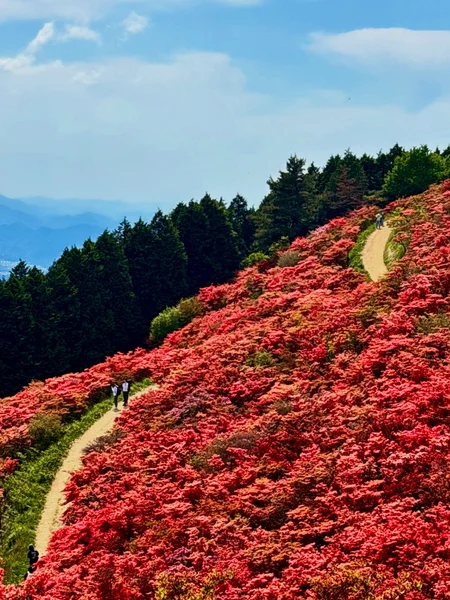 投稿：葛城山のヤマツツジ