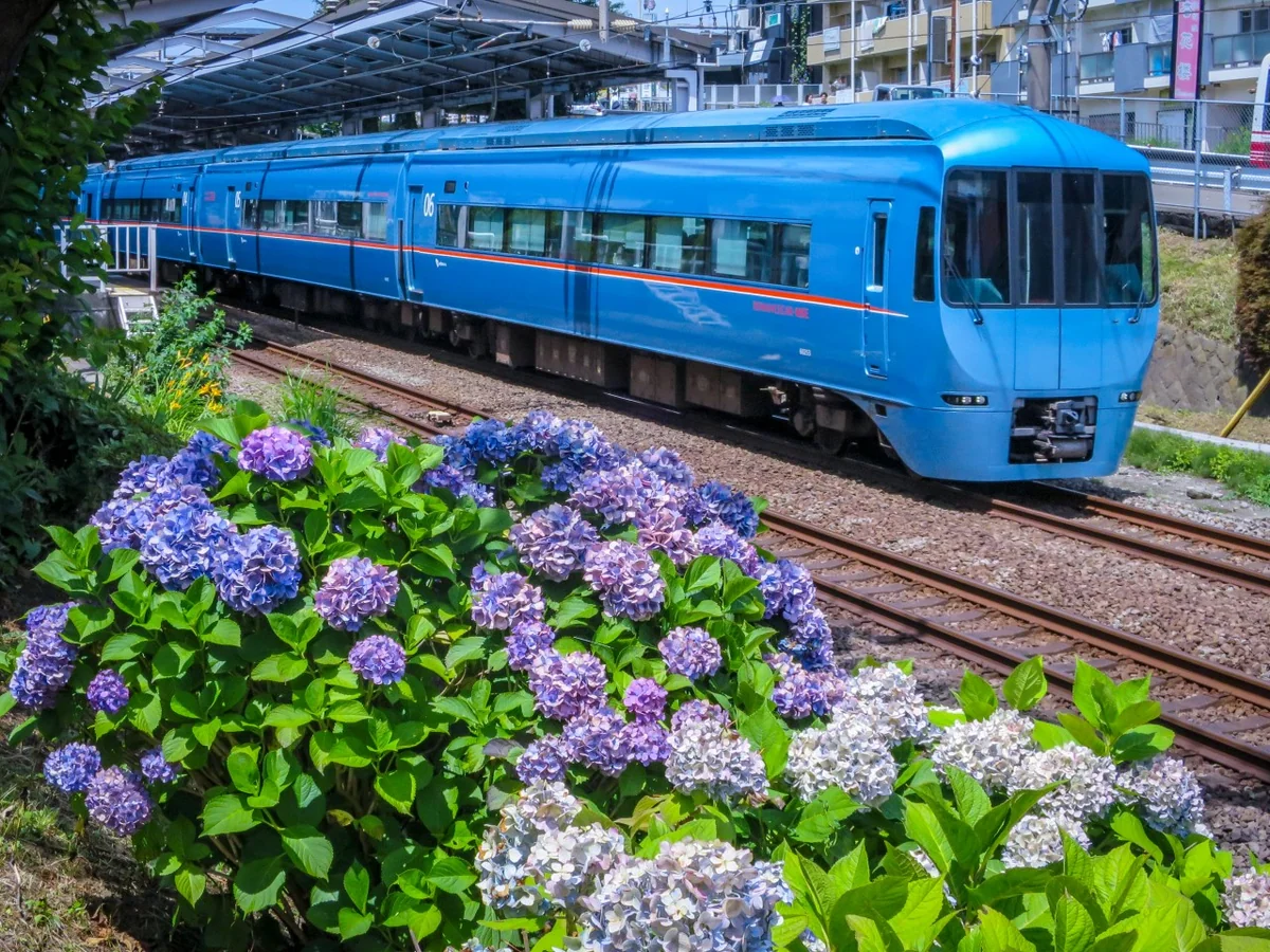 投稿写真：小田急ロマンスカーとあじさい
