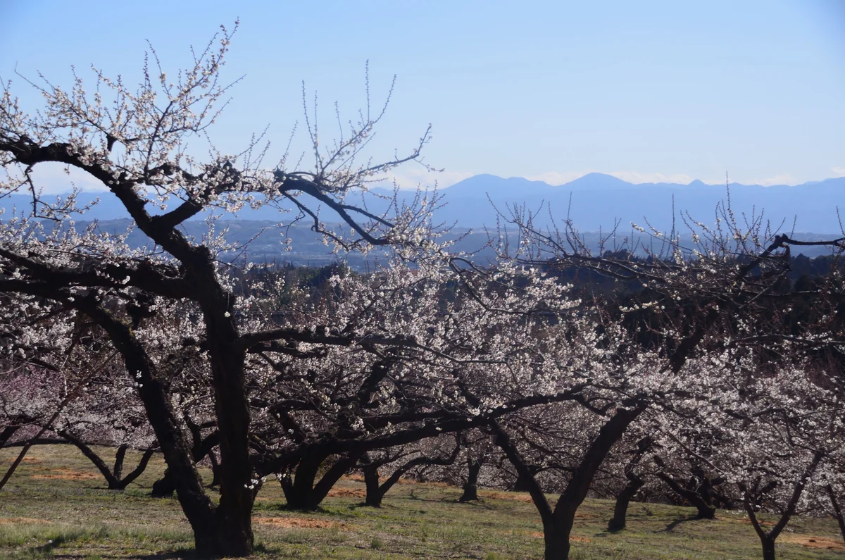 投稿写真：春の日向にて
