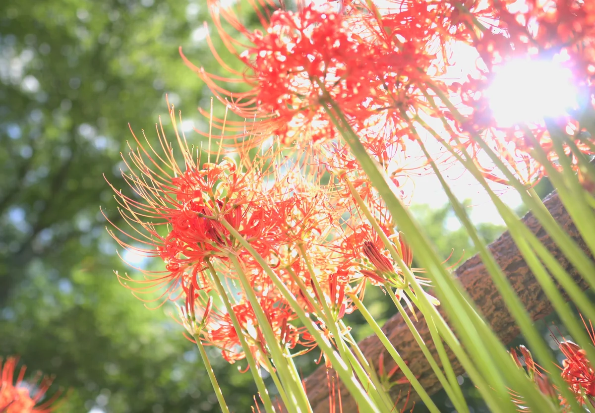 投稿写真：太陽に咲く