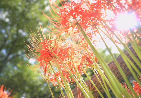 投稿：太陽に咲く