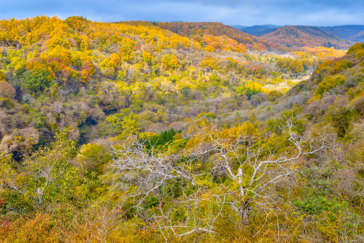 投稿写真：八ヶ岳高原の紅葉