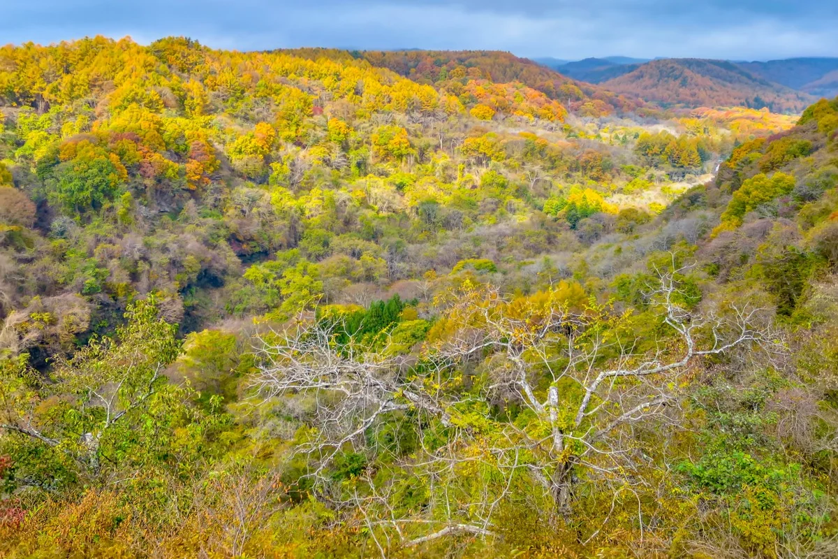 投稿写真：八ヶ岳高原の紅葉