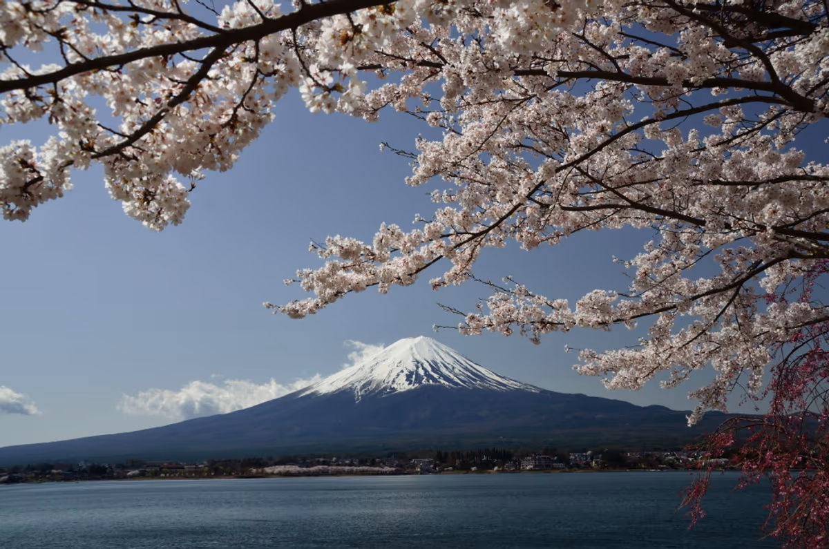 投稿写真：河口湖畔桜