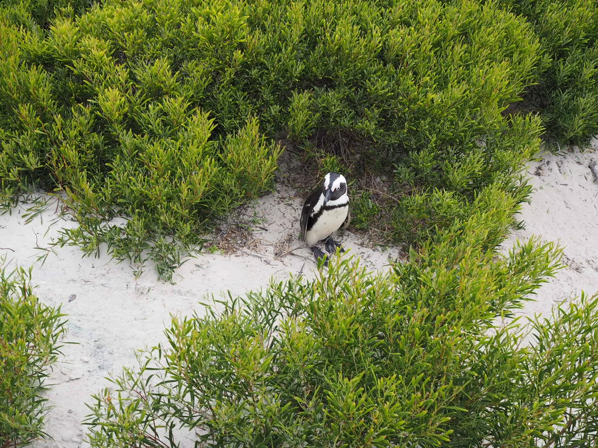 投稿写真：ボルダーズビーチ