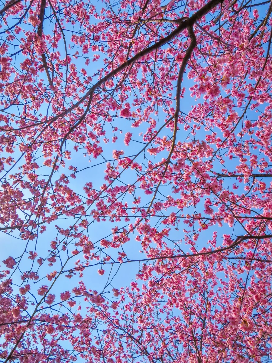 投稿写真：青空に映える安行寒桜