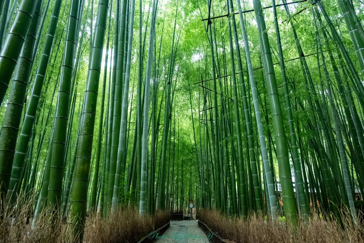 投稿写真：雨の竹林