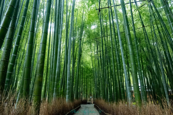 投稿：雨の竹林