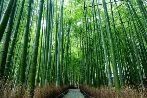 投稿：雨の竹林