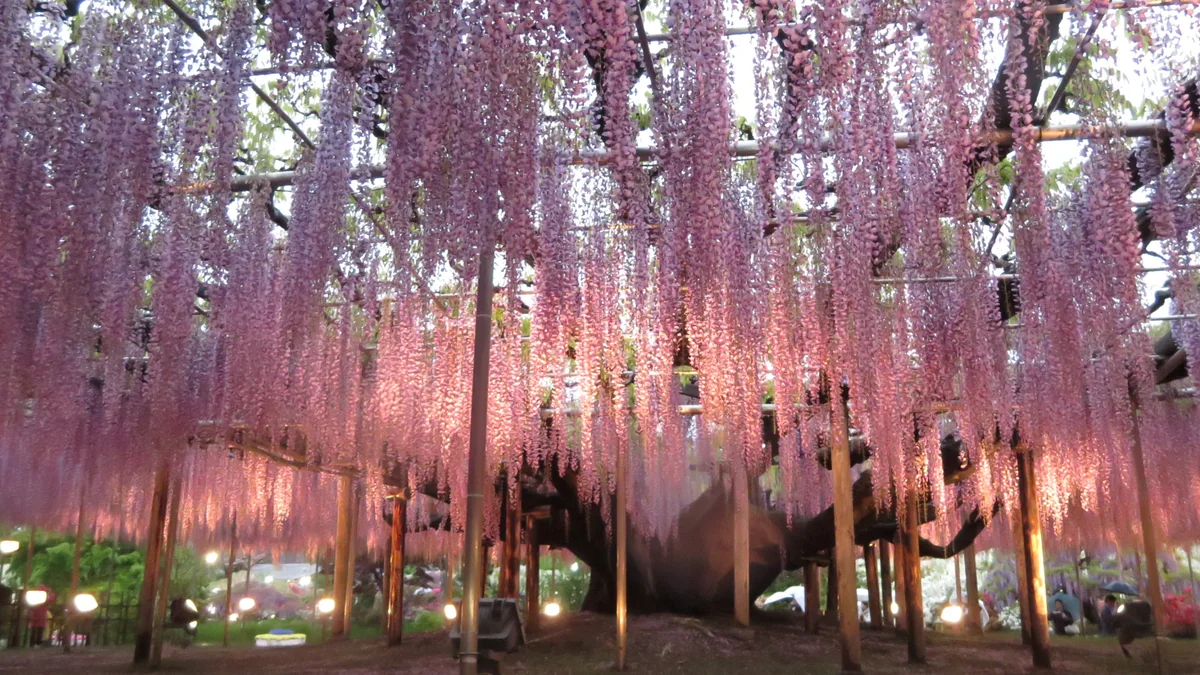 投稿写真：足利フラワーパーク  大藤