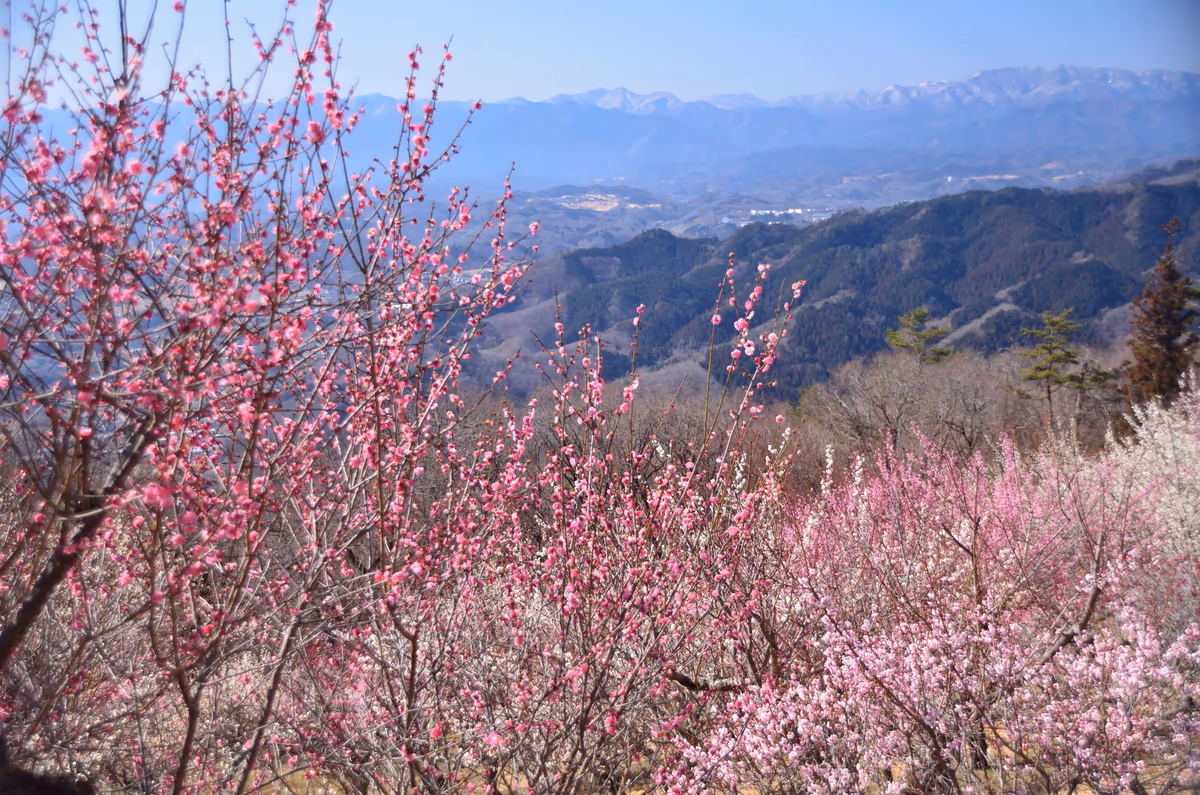 投稿写真：宝登山　梅の花