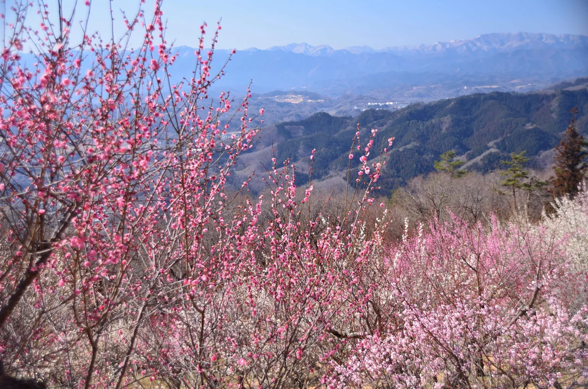 鬼瓦　鉄五郎さんの投稿写真