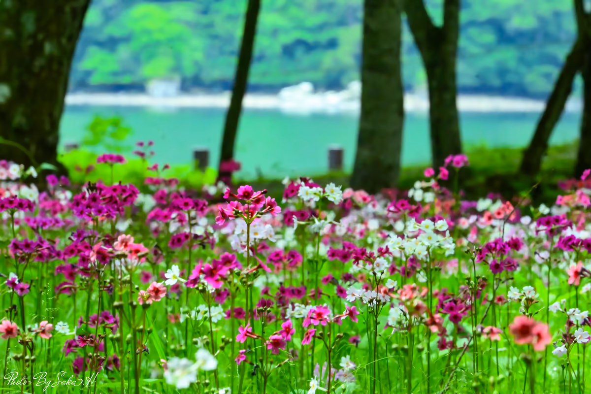 投稿写真：千手ケ浜のクリンソウ