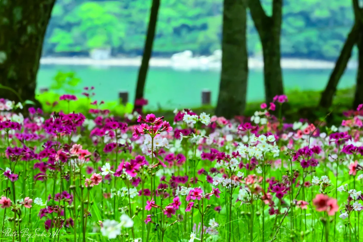 投稿写真：千手ケ浜のクリンソウ