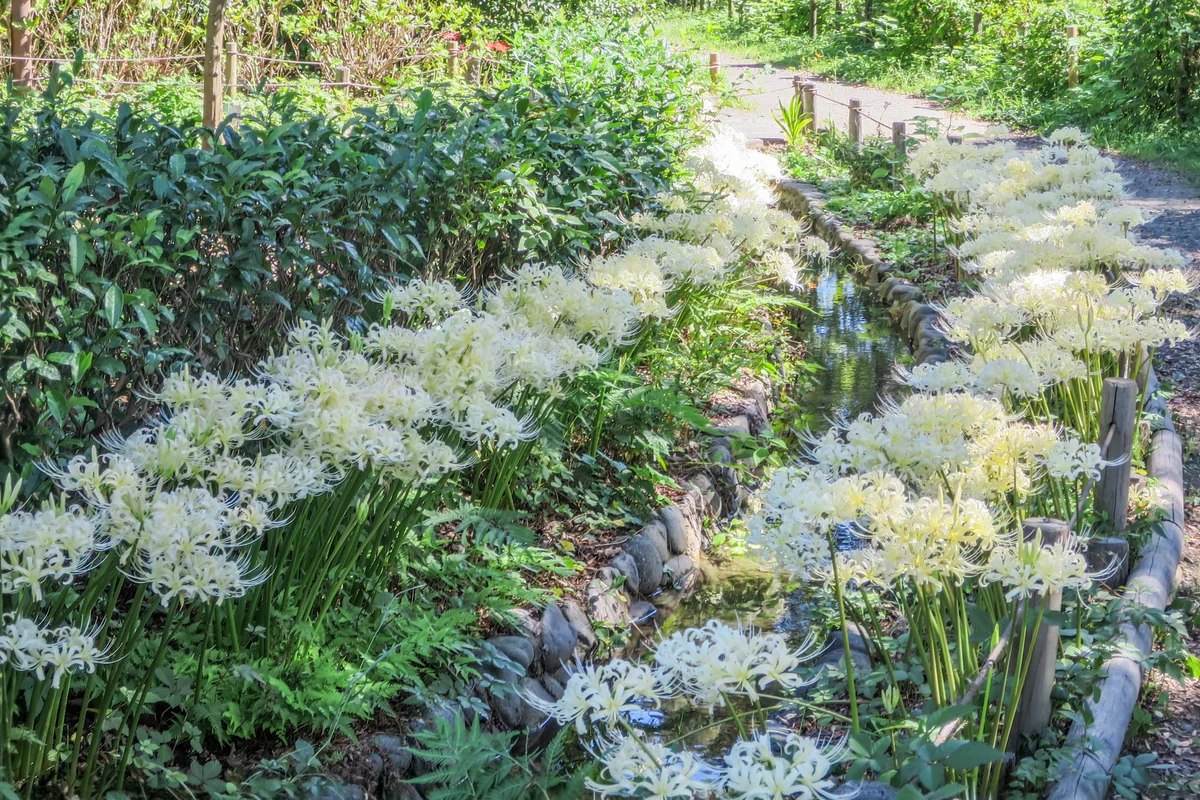 投稿写真：水路脇に咲く白い彼岸花
