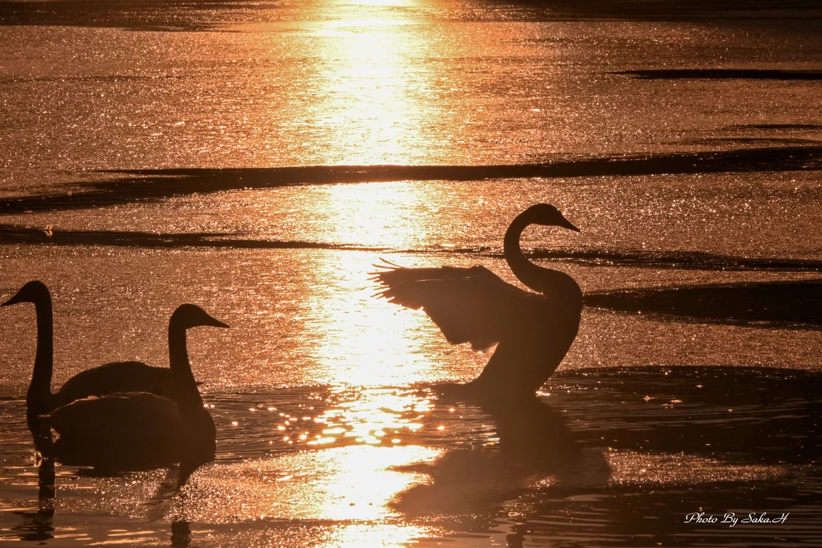 投稿写真：羽ばたき