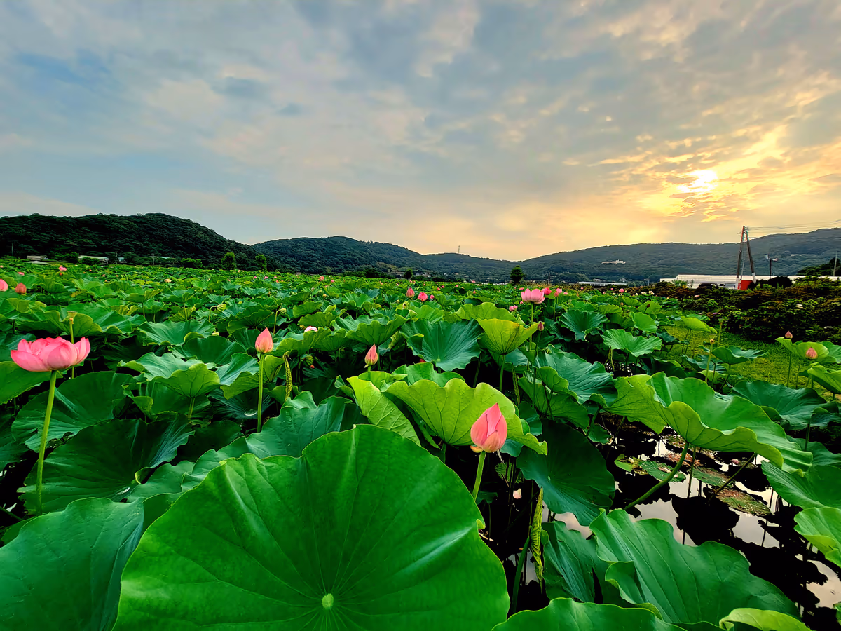 投稿写真：蓮池の夕暮れ