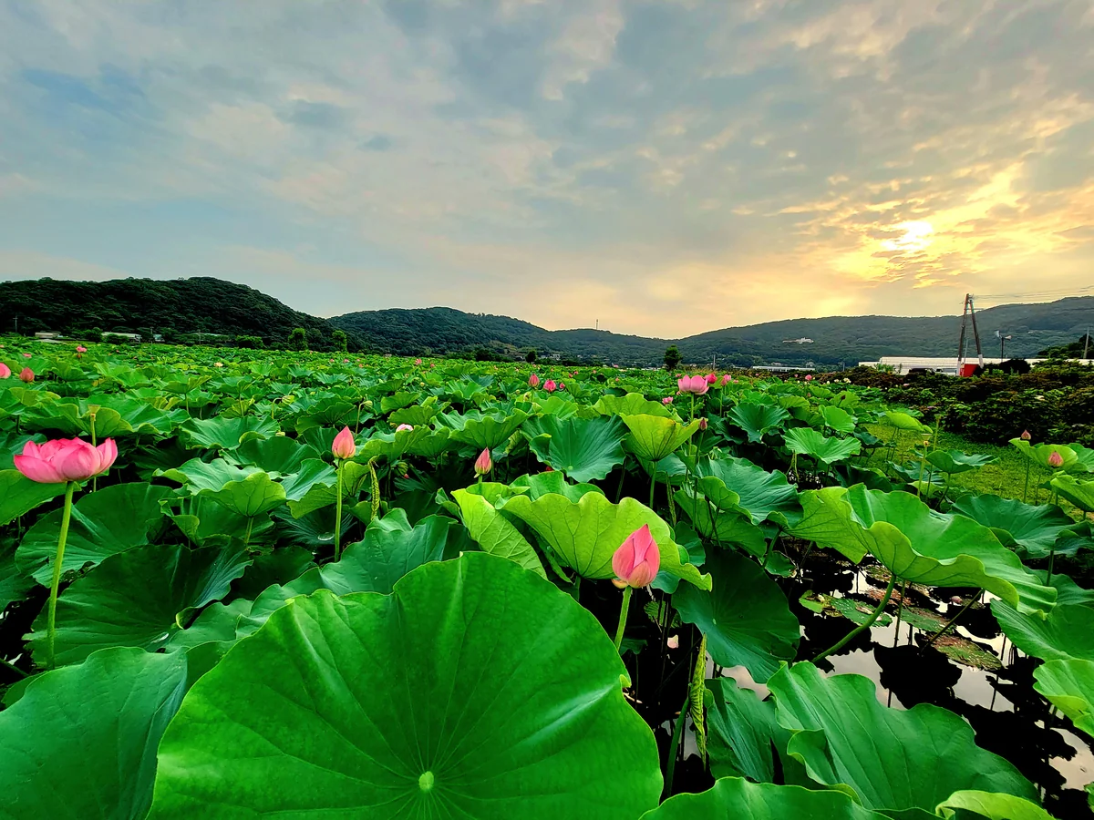 投稿写真：蓮池の夕暮れ