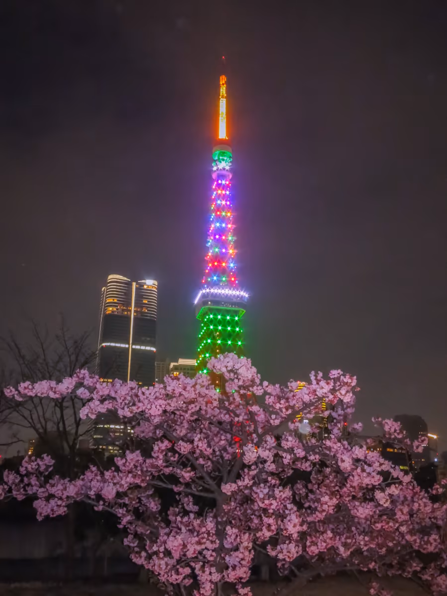 投稿写真：満開の河津桜とライトアップされた東京タワー