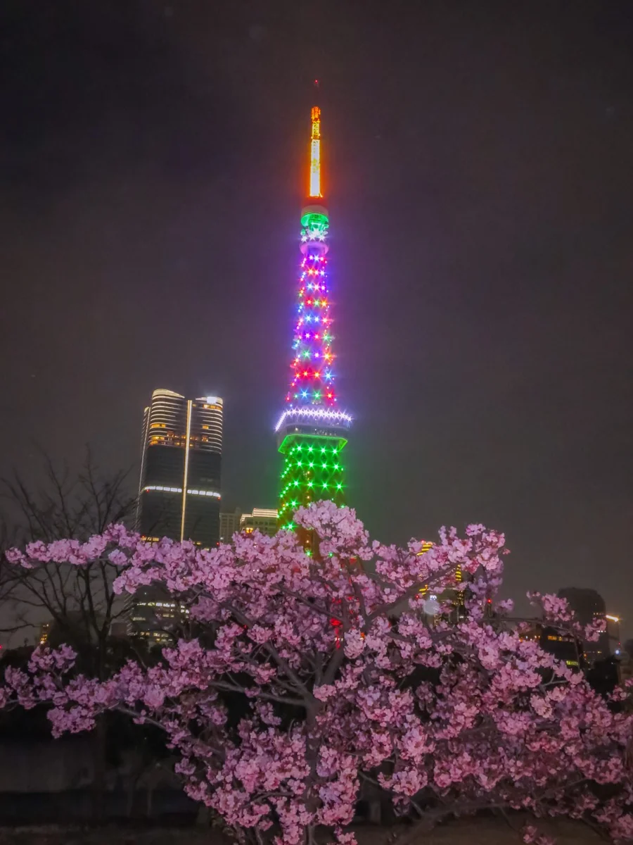 投稿写真：満開の河津桜とライトアップされた東京タワー