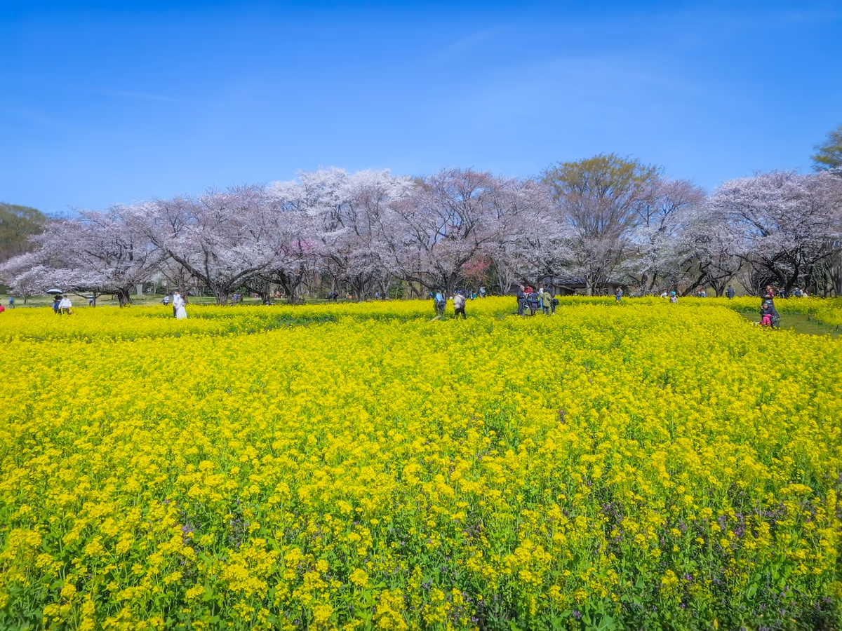 投稿写真：菜の花と桜