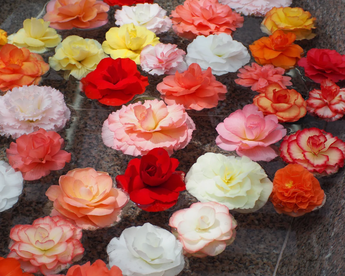 投稿写真：ベゴニア