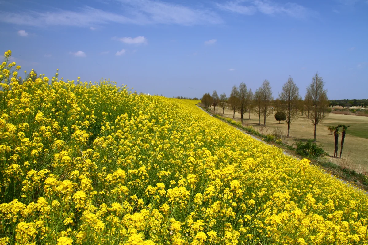 投稿写真：菜の花ロード