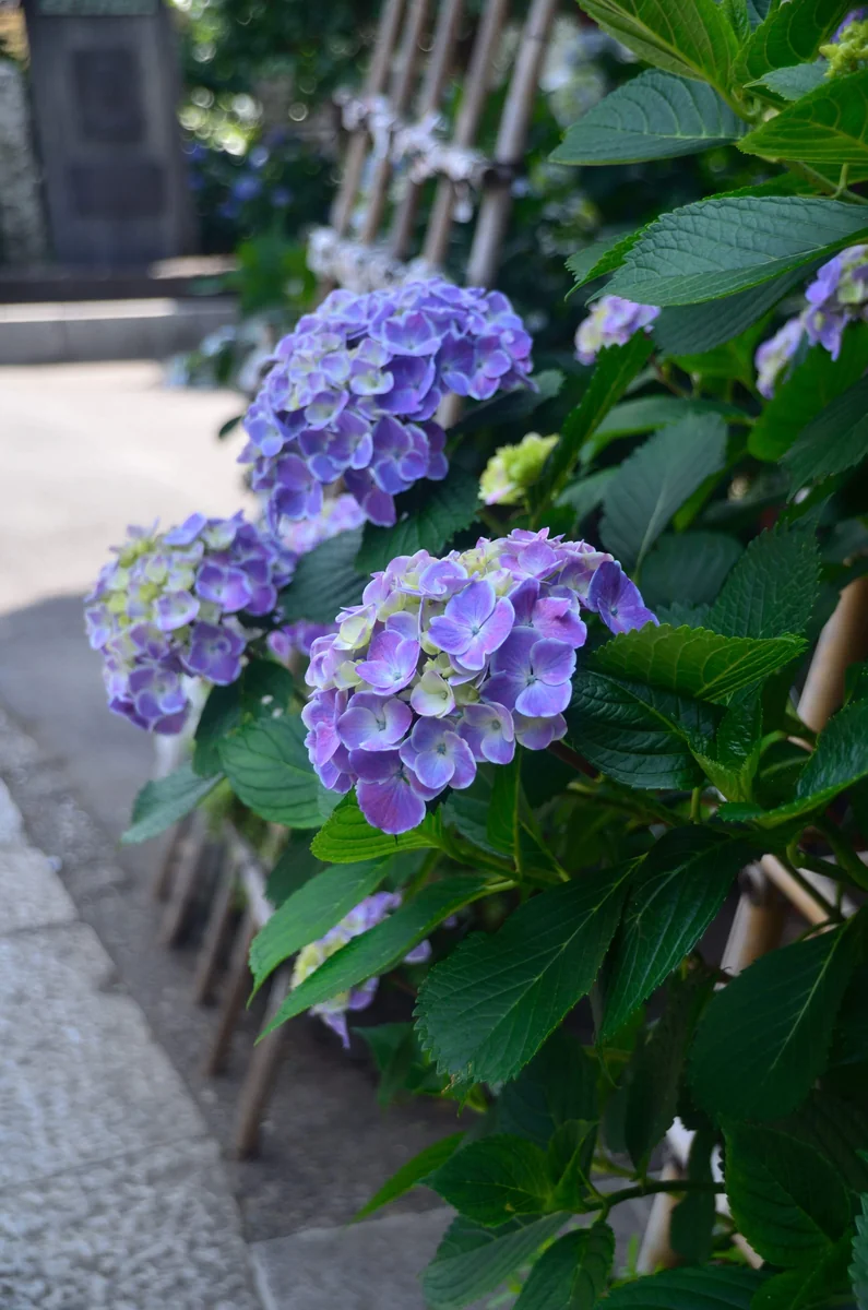 投稿写真：東京白山神社　紫陽花