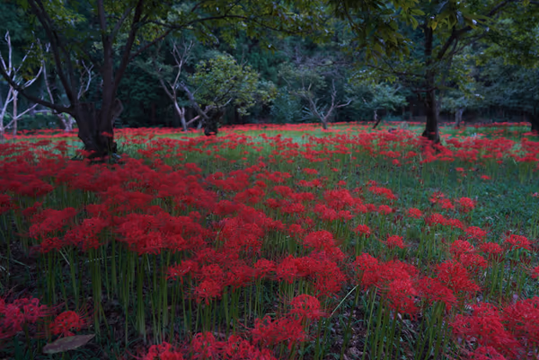 投稿：ひがん花の里