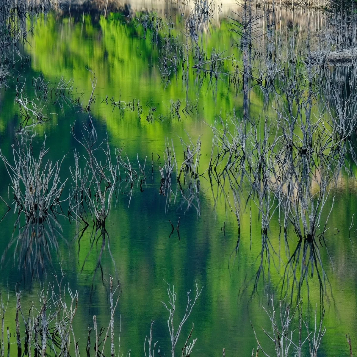 投稿写真：新緑