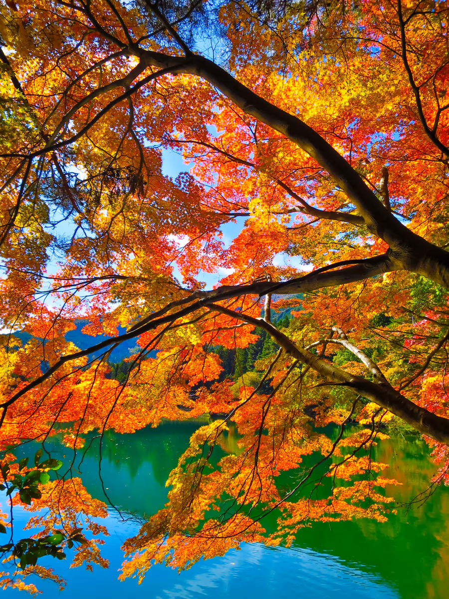 投稿写真：七色の紅葉
