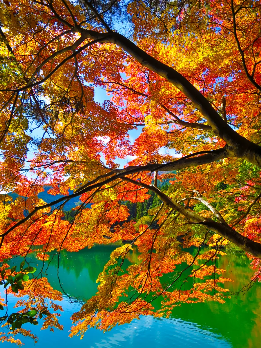 投稿写真：七色の紅葉