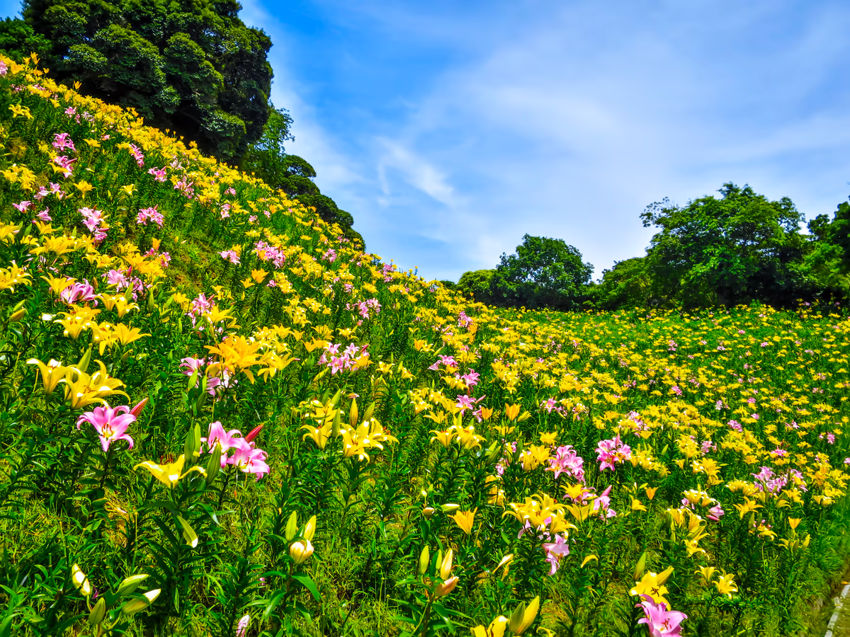 投稿写真：ゆり