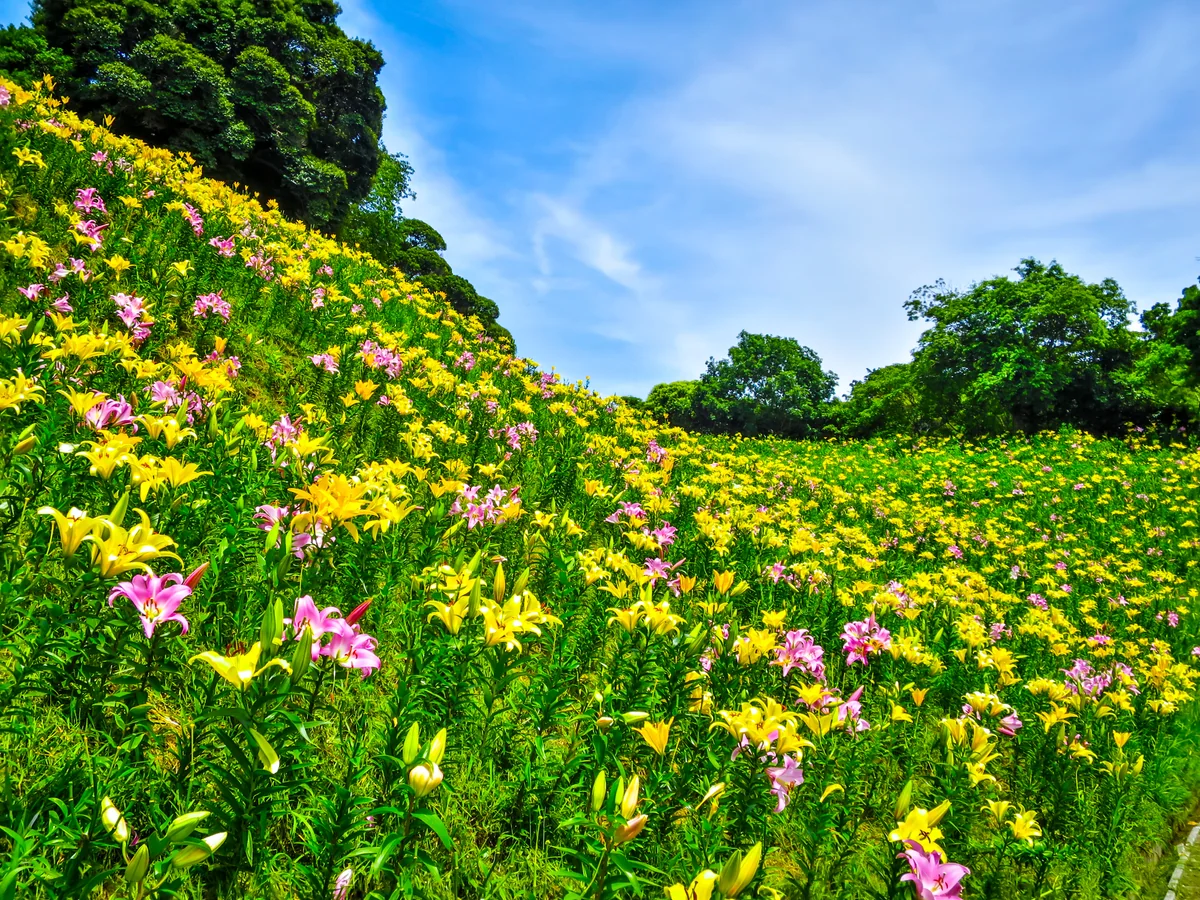 投稿写真：ゆり