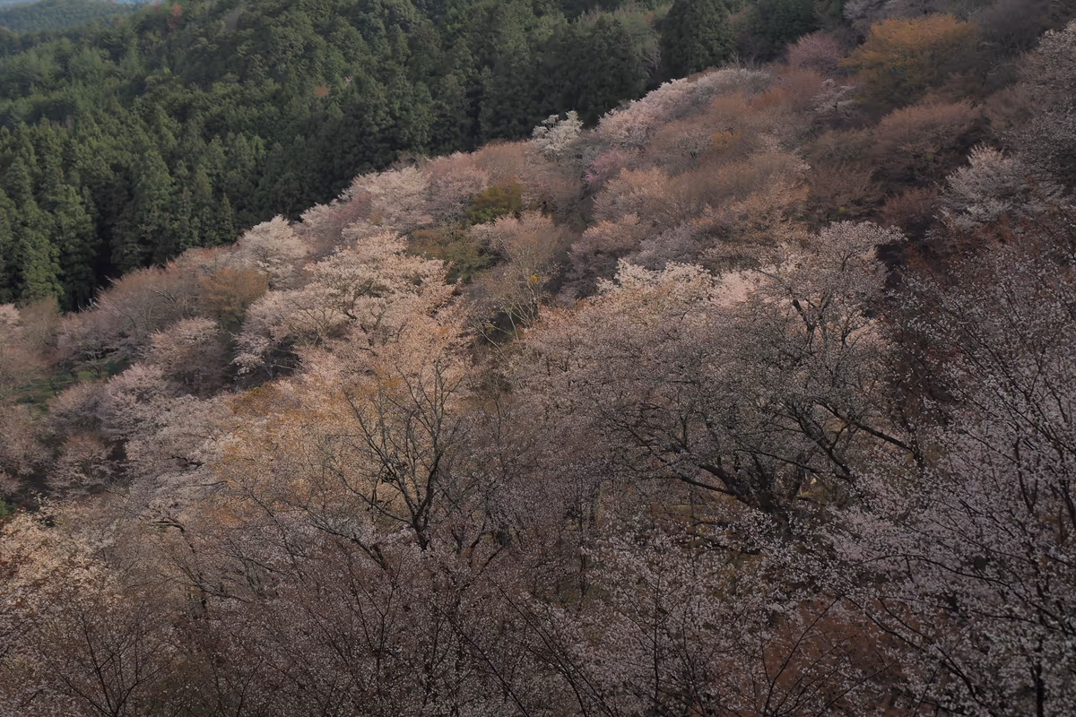 投稿写真：淡い春の陽