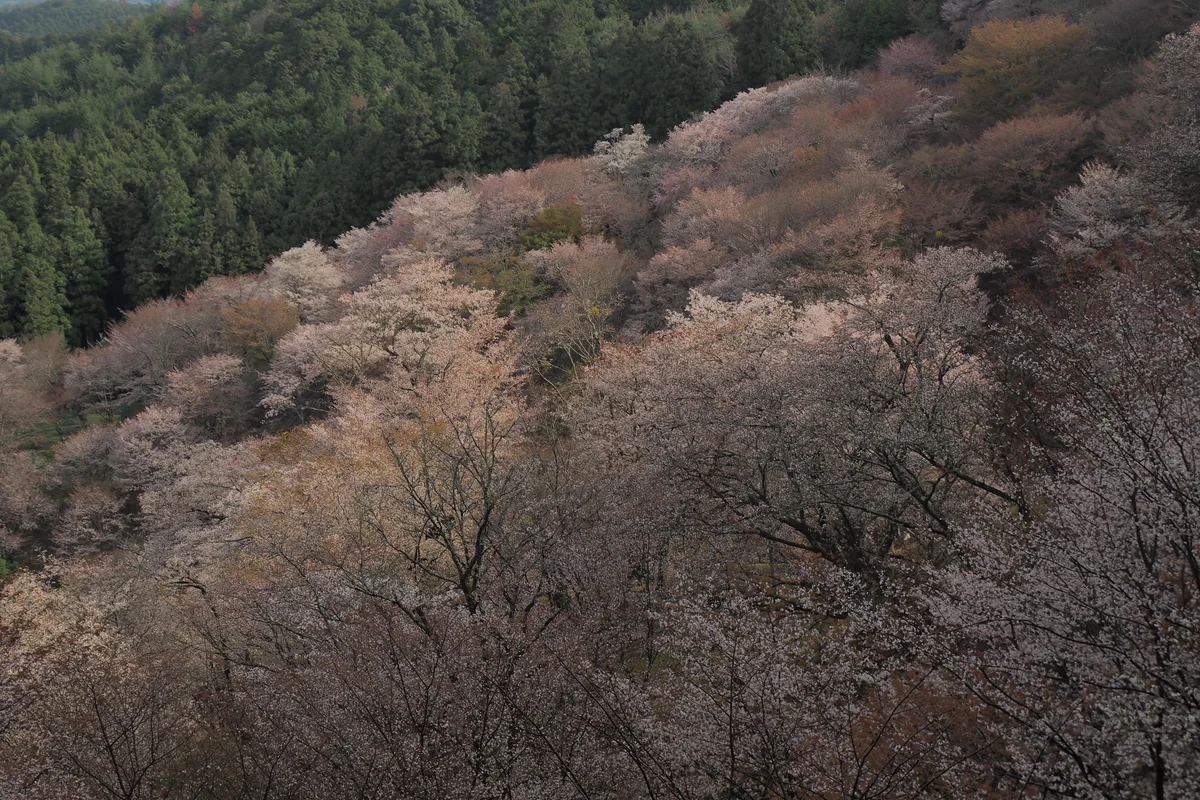 投稿写真：淡い春の陽