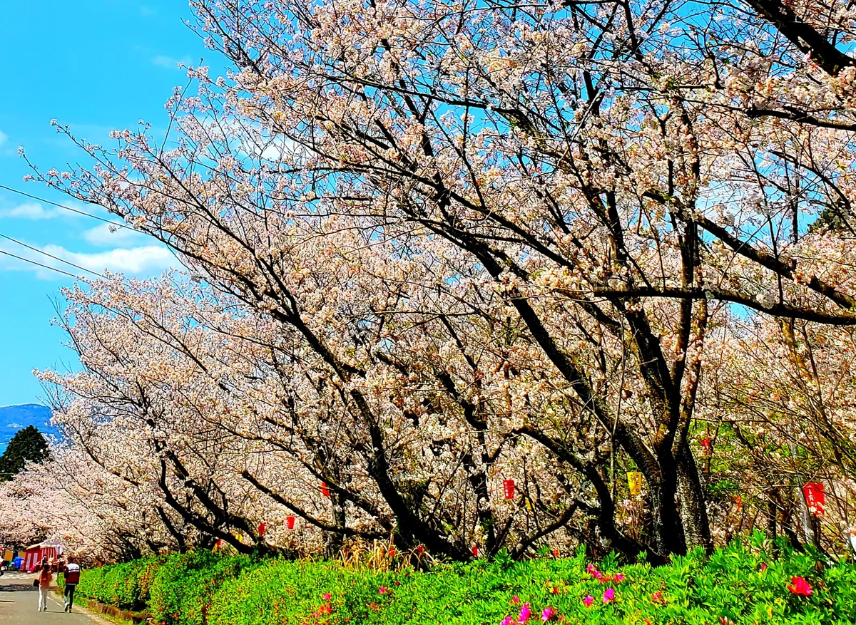 投稿写真：橘神社参道