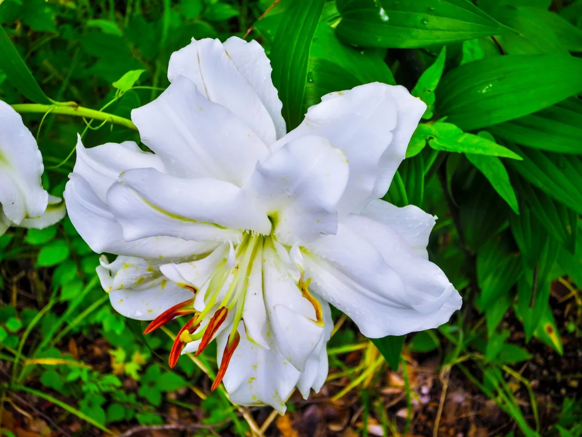 投稿写真：ユリの花(オリエンタル・ハイブリッド？)
