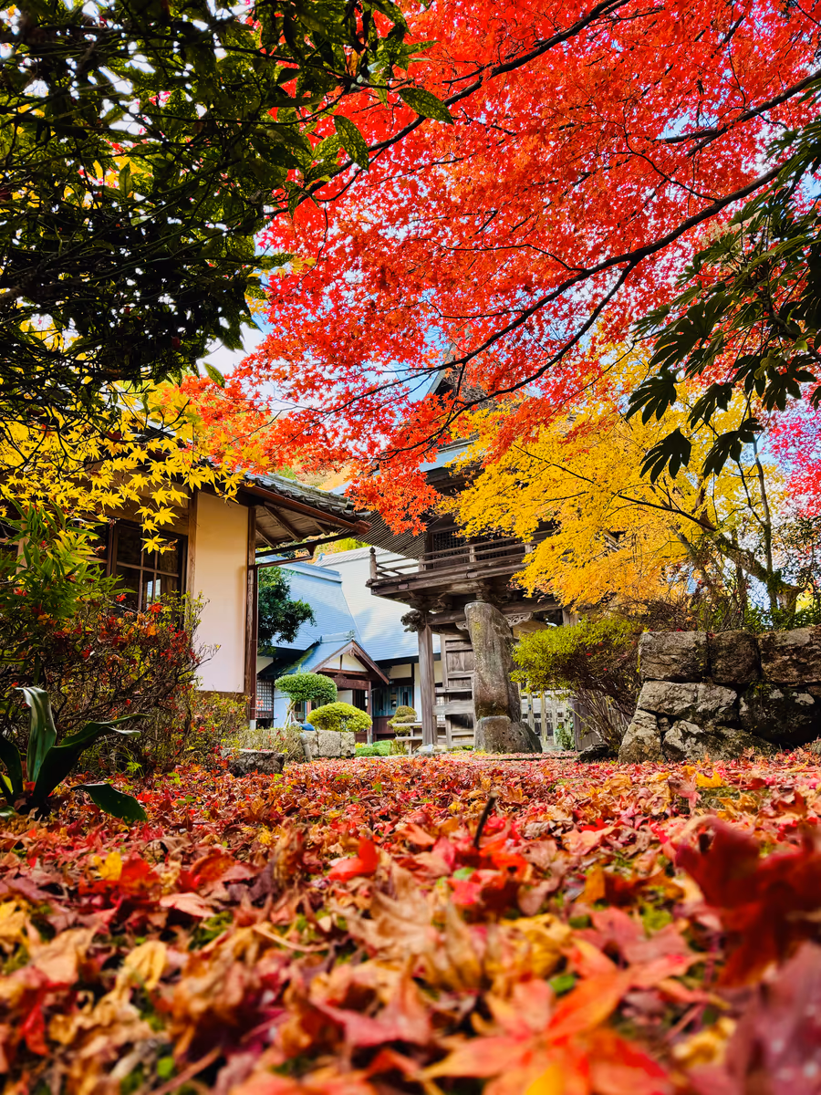 投稿写真：秋色京都🍁光秀ゆかりの玉雲寺
