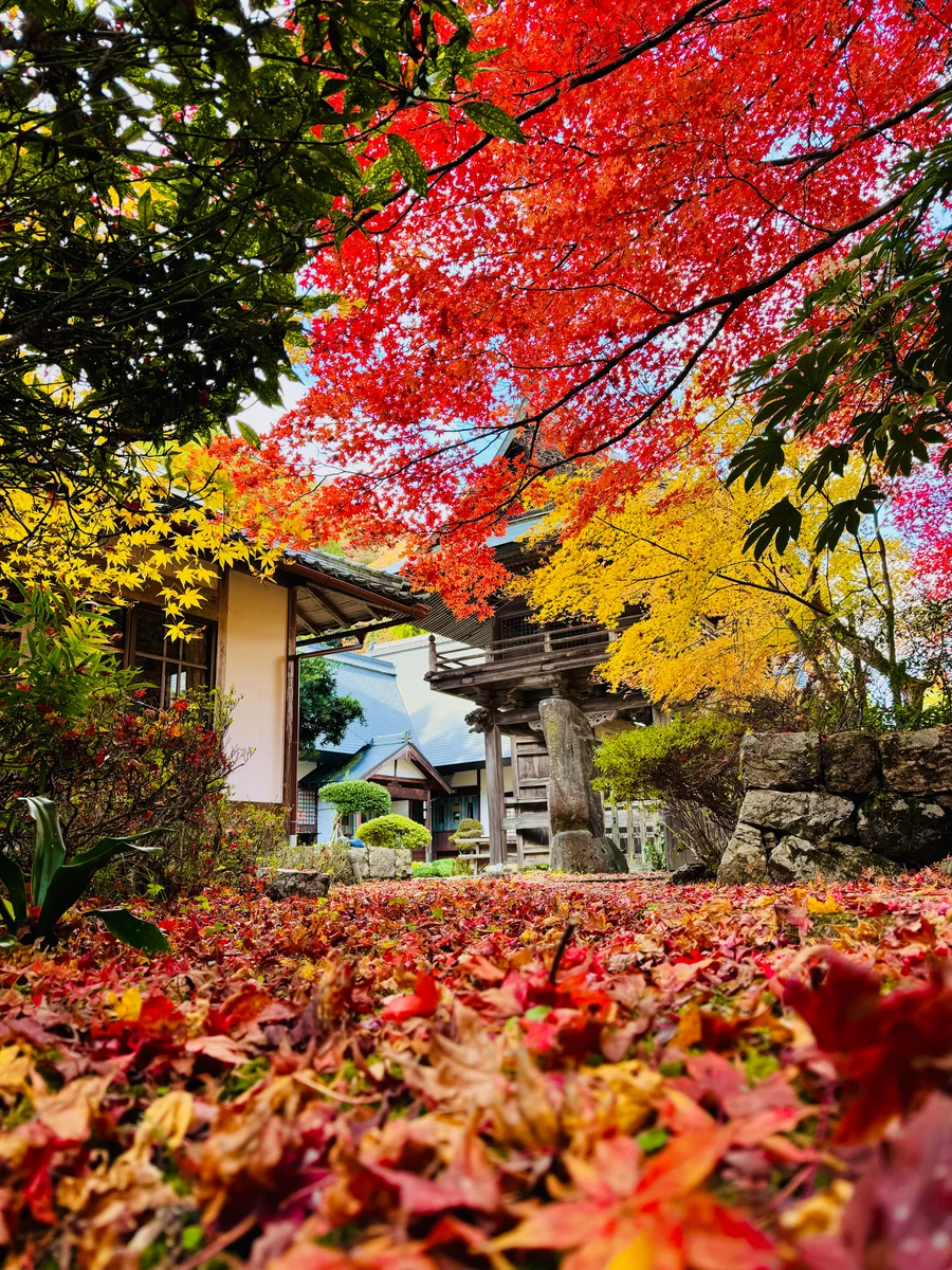 投稿写真：秋色京都🍁光秀ゆかりの玉雲寺